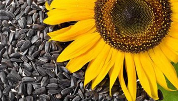78-131139-sunflower-seeds-heart-fats_700x400